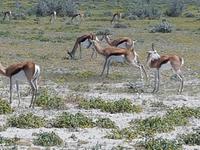 Namibia, Etoscha NP, Springböcke