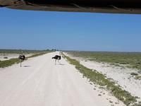 Namibia, Etoscha NP, Strausse