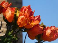 Namibia, Windhoek, Afrikanischer Tulpenbaum