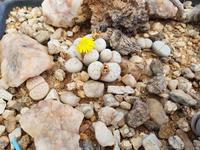 Namibia, Kalkofen Lodge, lebende Steine