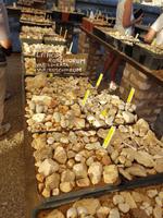 Namibia, Kalkofen Lodge, lebende Steine