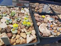 Namibia, Kalkofen Lodge, lebende Steine