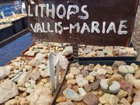 Namibia, Kalkofen Lodge, lebende Steine