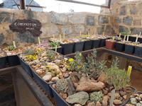 Namibia, Kalkofen Lodge, lebende Steine