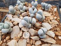 Namibia, Kalkofen Lodge, lebende Steine