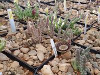 Namibia, Kalkofen Lodge, lebende Steine