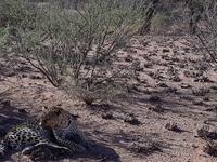 Namibia, Hammerstein Lodge, Leopard