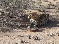 Namibia, Hammerstein Lodge, Leopard