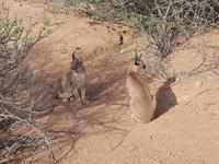 Namibia, Hammerstein Lodge, Karakal