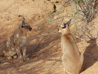 Namibia, Hammerstein Lodge, Karakal