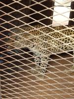 Namibia, Hammerstein Lodge, Leopard, Futterhaus