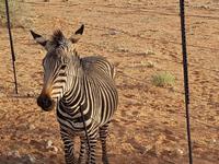 Namibia, Hammerstein Lodge, Zebra