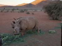 Namibia, Hammerstein Lodge, Nashörner