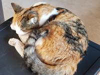 Namibia, Solitär, Bäckerei Katze