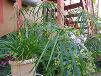 Namibia, Outjio, Farm House