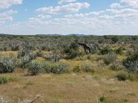 Namibia, Etoscha NP, Giraffe