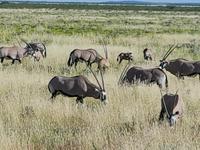 Namibia, Etoscha NP, Oryxherde
