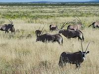 Namibia, Etoscha NP, Oryxherde