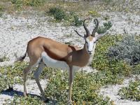 Namibia, Etoscha NP, Springböcke