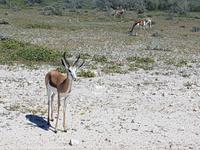 Namibia, Etoscha NP, Springböcke