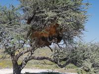 Namibia, Etoscha NP, Webervögel