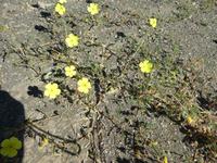 Namibia, Morgenstern