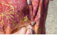 Namibia, Samen des Morgenstern