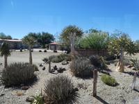 Namibia, Köcherbäume