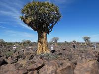Namibia, Köcherbäume
