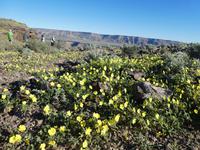 Namibia, Fish River Canyon, Morgensternblütenmeer