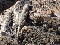 Namibia, Fish River Canyon, Camäleon