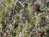 Namibia, Fish River Canyon, Namibiaveilchen