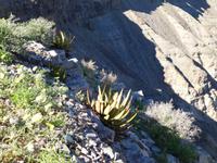 Namibia, Fish River Canyon, rote Aloe