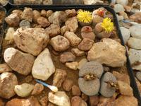 Namibia, Kalkofen Lodge, lebende Steine