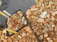 Namibia, Kalkofen Lodge, lebende Steine