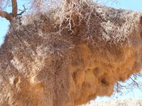Namibia, Webervogelnest