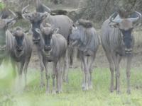 Namibia, Namseb Lodge, Streifengnus