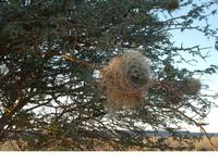 Namibia, Namseb Lodge, Kapspatzennest