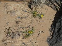 Namibia, Galgeria, tödlich für Schafe