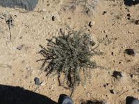 Namibia, Buschmannskerze