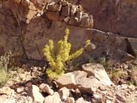 Namibia, in den Tsarisbergen