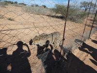 Namibia, Hammerstein Lodge