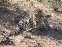 Namibia, Hammerstein Lodge, Leopard