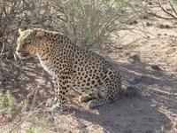 Namibia, Hammerstein Lodge, Leopard
