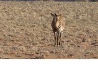 Namibia, Hammerstein Lodge, Zebra
