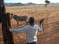 Namibia, Hammerstein Lodge, Zebra