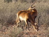 Namibia, Hammerstein Lodge, Springböcke