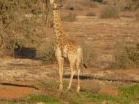 Namibia, Hammerstein Lodge, Giraffe