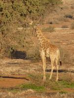 Namibia, Hammerstein Lodge, Giraffe