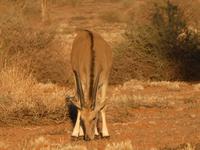 Namibia, Hammerstein Lodge, Kuhantilope